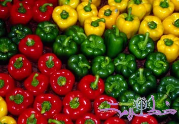 ۵ دستور غذایی فلفل دلمه‌ای غنی از پروتئین برای کاهش وزن